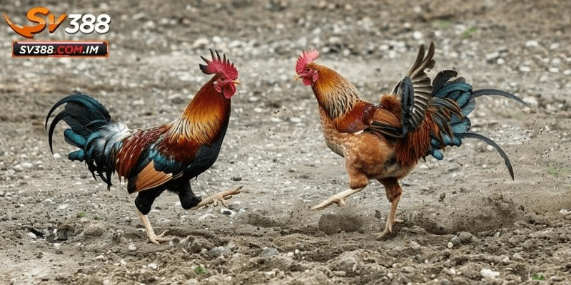 Đa Dạng Chương Trình Khuyến Mãi