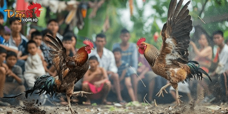 Những sai lầm thường gặp khi cược đá gà trong quá trình soi kèo