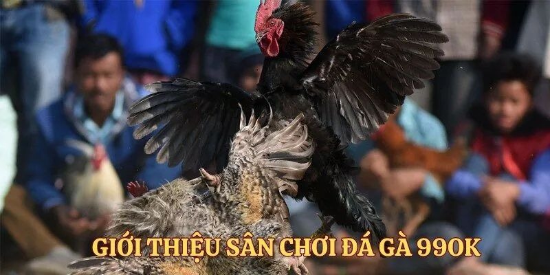 99OK – đấu trường cá cược đá gà hàng đầu 99OK – đấu trường cá cược đá gà hàng đầu